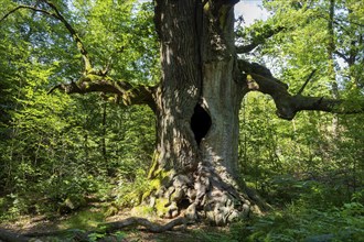 The Sababurg primeval forest, also known as the Reinhardswald primeval forest, is a nature and