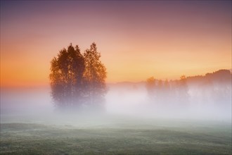 Birch trees in the Rothenthurm upland moor at sunrise in autumn, Canton Schwyz, Switzerland, Europe