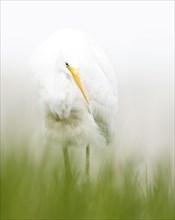 Great egret (Ardea alba) foraging, portrait, white plumage, hunting mice, floodplain landscape,