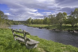 Old weathered wooden bench on riverbank along the river Spey in spring at Grantown-on-Spey,