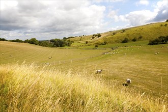 Ancient terraced fields known as strip lynchets cut into a chalk scarp slope at Bishopstone,