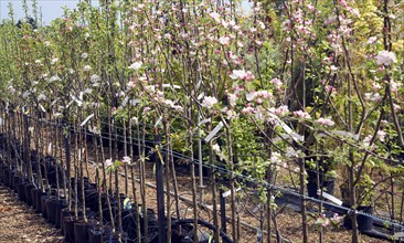 Apple trees in blossom at Swanns nursery garden centre, Bromeswell, Suffolk, England, United