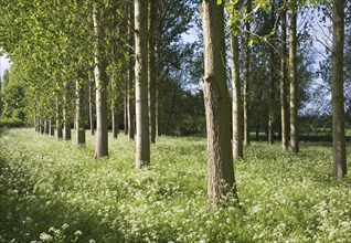 Common or Quaking Aspen trees, Populus tremula, in a small plantation near Bures, Suffolk, England,