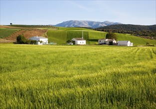 Farmhouse and barns set in rolling arable fields green barley crop near Alhama de Granada, Spain,