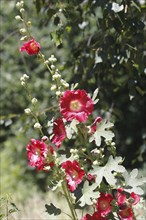 Flowering hollyhock (Alcea rosea), North Rhine-Westphalia, Germany, Europe