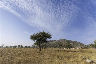 Tree and field in Maraban Dare community in Plateau State, Nigeria, 07/02/2024, Africa