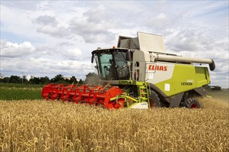 Grain harvest in the Rhein-Pfalz district near Mutterstadt