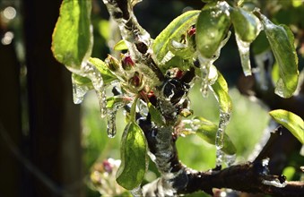 Hamburg, Altes Land, Obstplantage, Frostschutz