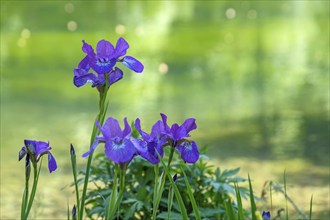 Siberian iris (Iris sibirica), North Rhine-Westphalia, Germany, Europe