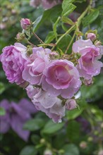 Rose (Rosa sp.) with raindrops, North Rhine-Westphalia, Germany, Europe