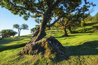 Centuries-old til trees in fantastic magical idyllic Fanal Laurisilva forest on sunset. Madeira