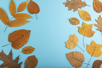 Composition with yellow and brown autumn leaves on blue pastel background. flat lay, top view,