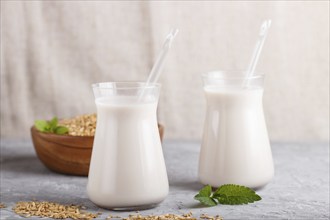 Organic non dairy oats milk in glass and wooden plate with oats seeds on a gray concrete background