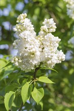 Blooming lilac in the botanical garden in spring