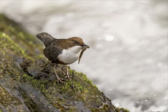 White-throated Dipper (Cinclus cinclus), at a torrent with prey in its beak, Rhineland-Palatinate,