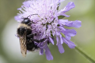 Shrill carder bee (Bombus sylvarum), Emsland, Lower Saxony, Germany, Europe