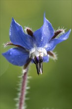 Borage (Borago officinalis), Emsland, Lower Saxony, Germany, Europe