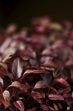 Closeup view of leaves of sprouted amaranth seeds, photo with shallow depth of field