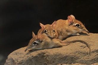 Red-brown elephant shrew or red-brown trunked shrew (Galegeeska rufescens, Elephantulus rufescens),