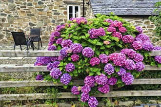 Hydrangea in bloom at the garden fence, cottage, typical holiday home in summer, Dolgellau,