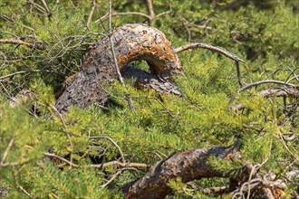 Round pine trunk, tree, circular hiking trail, nature reserve, Darßer Ort, Born a. Darß,