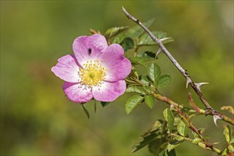 Wild rose (Rosa), pink, blossom, circular hiking trail, Darßer Ort, Born a. Darß,