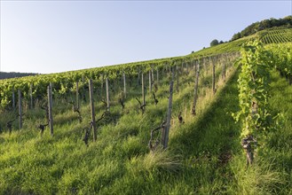 Vineyard at Korber Kopf is grubbed up due to uneconomical conditions, low yield, age, diseases,