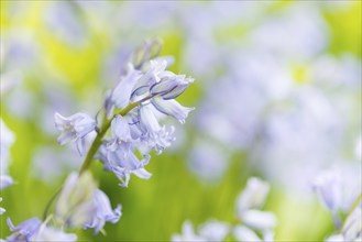 Bright purple bluebells, blossoms, flower meadow, wildflowers on a sunny day in spring, spring,