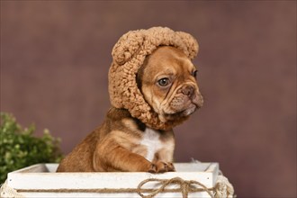 Cute French Bulldog puppy wearing teddy bear costume hat in fornt of brown background