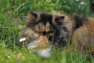 Persian cat, long-haired cat