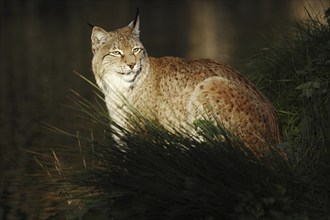 Eurasian lynx (Lynx lynx) in the evening light, captive, North Rhine-Westphalia, Germany, Europe