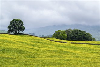 Farms in Yorkshire Dales National Park, North Yorkshire, England, United Kingdom, Europe