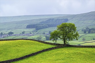 Farms in Yorkshire Dales National Park, North Yorkshire, England, United Kingdom, Europe