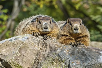 Pair of Marmots resting on stone rocks. KI generiert, generiert, AI generated