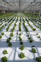 Agriculture, herb nursery, basil seedlings, growing in a greenhouse