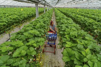 Harvesting strawberries, harvest helper, strawberry cultivation in the greenhouse, young strawberry