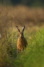 Brown hare (Lepus europaeus) adult animal in a grass field in the summer, Norfolk, England United