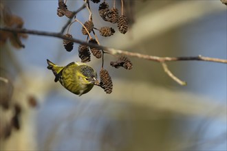 Siskin (Spinus spinus) adult bird feeding on a Alder tree cone in the winter, Suffolk, England,