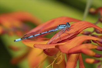 Common blue damselfly (Enallagma cyathigerum) adult insect resting on a Crocosmia flower in a