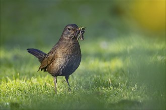 Eurasian blackbird (Turdus merula) adult female bird collecting worms for food in its mouth from a