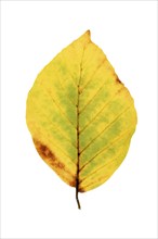 Autumn-coloured leaf of a beech (Fagus sylvatica), copper beech, tree, free-standing, Vechta, Lower