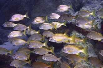 A shoal of bastard grunt (Pomadasys incisus) swimming near a reef. Dive site Cueva del Tiburon, Las