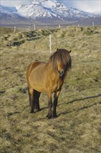 Brown horse standing on a pasture in front of a mountain in a natural environment, humour, mane on