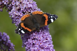 Red admiral butterfly (Vanessa atalanta) adult insect feeding on a purple garden Buddleja flower,