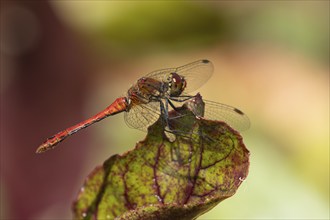 Common darter dragonfly (Sympetrum striolatum) adult male insect resting on a vegetable garden