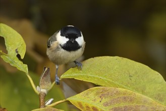 Coal tit (Periparus ater) adult bird amongst autumnal leaves of a garden Magnolia tree in the