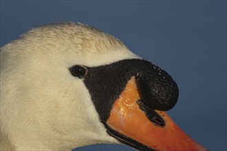 Mute swan (Cygnus olor) adult bird close up head portrait, Suffolk, England, United Kingdom, Europe