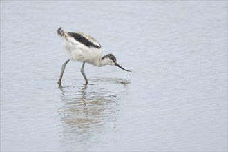 Pied Avocet (Recurvirostra avosetta) juvenile bird feeding in shallow water of a lagoon, Norfolk,