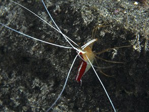 Atlantic pacific cleaner shrimp (Lysmata grabhami), cleaner shrimp with long antennae on dark lava.