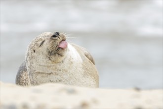 Grey seal (Halichoerus grypus) adult animal sleeping on a beach with its tongue sticking out,